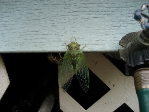 A close-up of a green cicada resting on a light blue surface, with its wings spread and eyes visible.