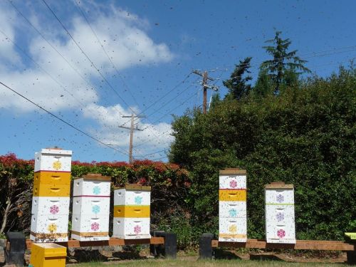 A row of colorful beehives in a sunny field, with bees buzzing around and trees in the background.
