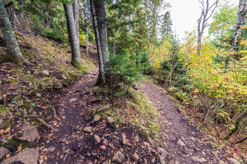 A winding dirt path splits between trees in a lush forest, with vibrant autumn foliage on either side.