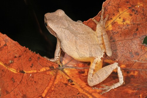 A small, light brown frog perched on a vibrant orange leaf, blending into its surroundings.
