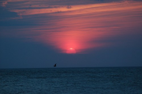 A vibrant sunset over the ocean, with pink and purple hues in the sky and a silhouette of a bird flying.