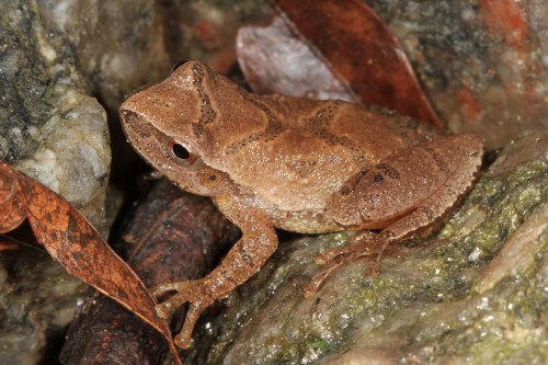 A small brown frog perched on a rocky surface, surrounded by leaves and natural debris.