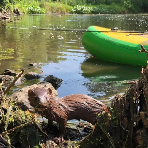 A small brown animal stands on a rocky shore by a calm river, with a green kayak in the background.
