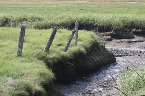 Weathered wooden posts stand in a grassy marshland, with a muddy creek visible in the background.