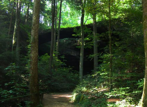 A forest scene with tall trees surrounding a dark cave entrance, illuminated by soft sunlight filtering through the leaves.