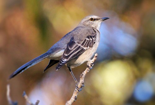 A gray bird perched on a branch, with a blurred natural background.