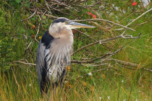 A great blue heron stands among tall grass and branches, showcasing its distinctive blue-gray feathers and long neck.