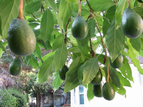 A cluster of ripe avocados hanging from a tree branch surrounded by green leaves.