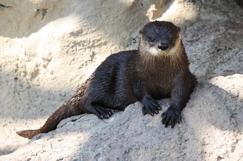 A wet otter resting on a rocky surface, with a textured background of stone.