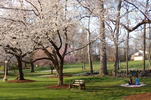 Two people sit on a blanket under blooming cherry blossom trees in a serene park setting.