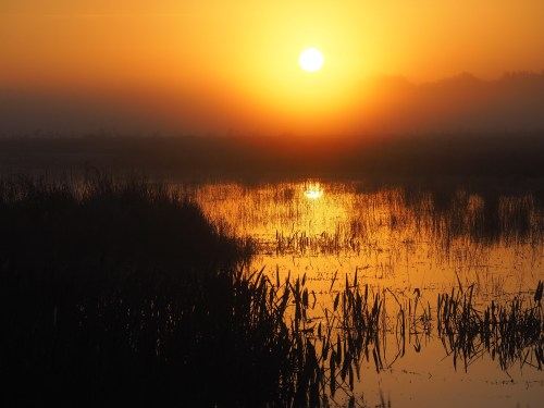 A serene sunrise over a misty wetland, with golden hues reflecting on the water and silhouettes of tall grasses.