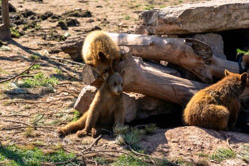 Three young bears play around a log in a natural setting, with one climbing and two resting nearby.