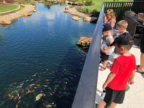 Children watch colorful koi fish swimming in a pond from a balcony on a sunny day.