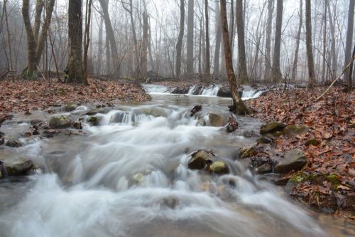 A misty forest scene with a flowing stream over rocks, surrounded by bare trees and fallen leaves.