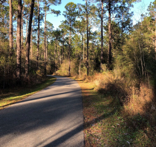 A winding road through a sunlit forest, surrounded by tall trees and lush greenery.