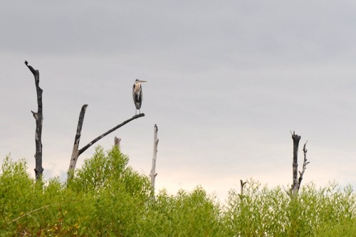 A heron perched on a dead tree branch above lush green foliage under a cloudy sky.