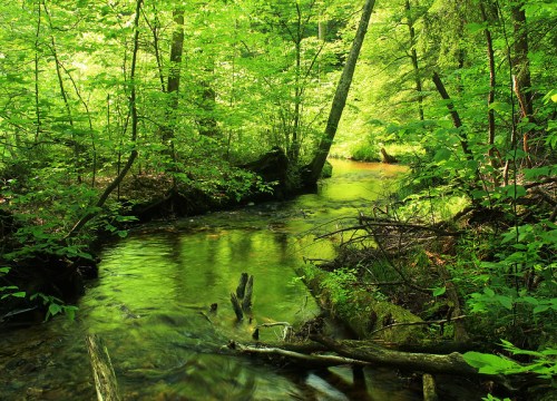 A serene forest scene with a gently flowing stream surrounded by lush green foliage and trees.