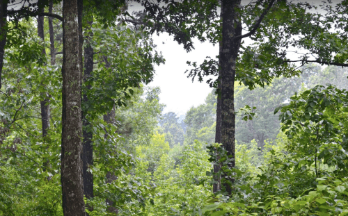 Lush green forest with tall trees and dense foliage, creating a serene, natural landscape.