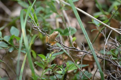 A small yellow frog perched on a twig surrounded by green foliage and grass.
