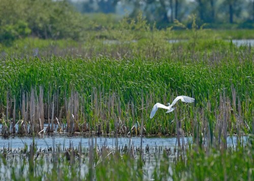 A white bird flies over a lush green wetland with tall grasses and reeds beside a calm water surface.