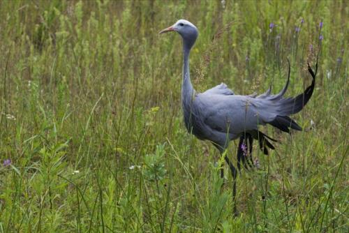 A blue crane stands gracefully in a grassy field, surrounded by tall green plants and wildflowers.
