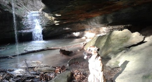 A dog sits by a serene waterfall in a rocky, wooded area, surrounded by lush greenery and flowing water.