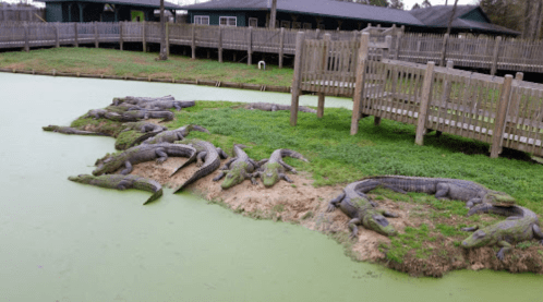 A group of alligators resting on a bank near a green, algae-covered pond with wooden structures in the background.