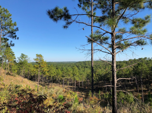 A scenic view of a forested landscape with tall pine trees under a clear blue sky.