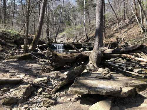 A serene forest scene with a small waterfall, surrounded by trees and scattered rocks and fallen logs.