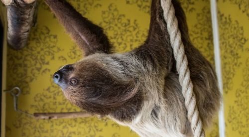 A sloth hanging upside down from a rope against a patterned yellow background.