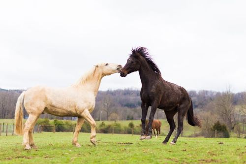 Two horses, one white and one black, playfully nuzzle each other in a green pasture under a cloudy sky.