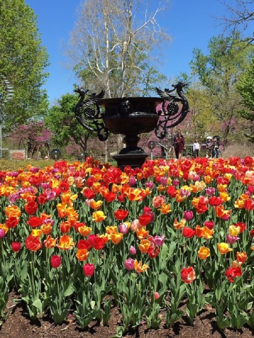 A vibrant garden filled with colorful tulips surrounding an ornate black urn, set against a backdrop of trees.
