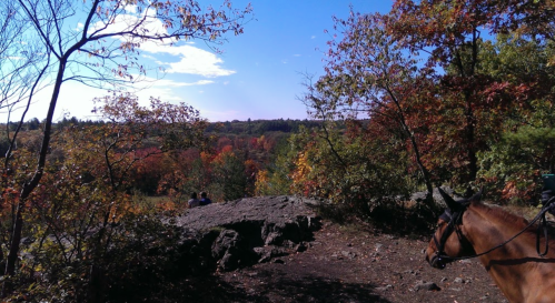 A scenic view of autumn foliage with a horse in the foreground and people sitting on a rock in the background.