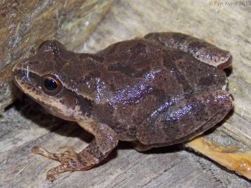 A brown frog sitting on a wooden surface, showcasing its smooth skin and prominent eyes.