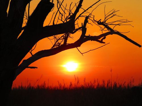 Silhouette of a bare tree against a vibrant orange sunset over a grassy field.