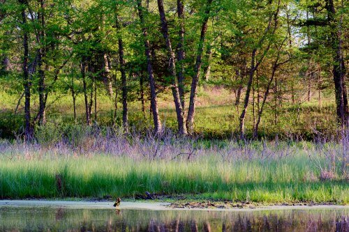 Lush green trees and grass surround a calm pond, reflecting the vibrant colors of nature in a serene landscape.