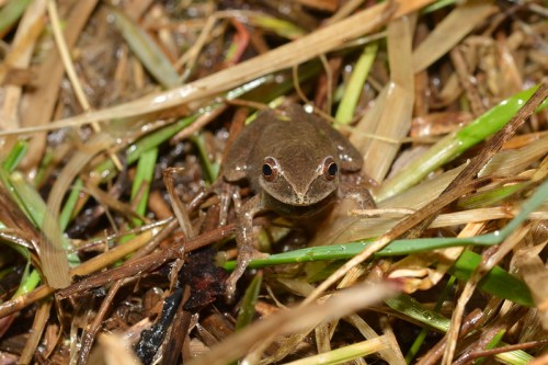 A small brown frog sits among wet grass and twigs, blending into its natural environment.