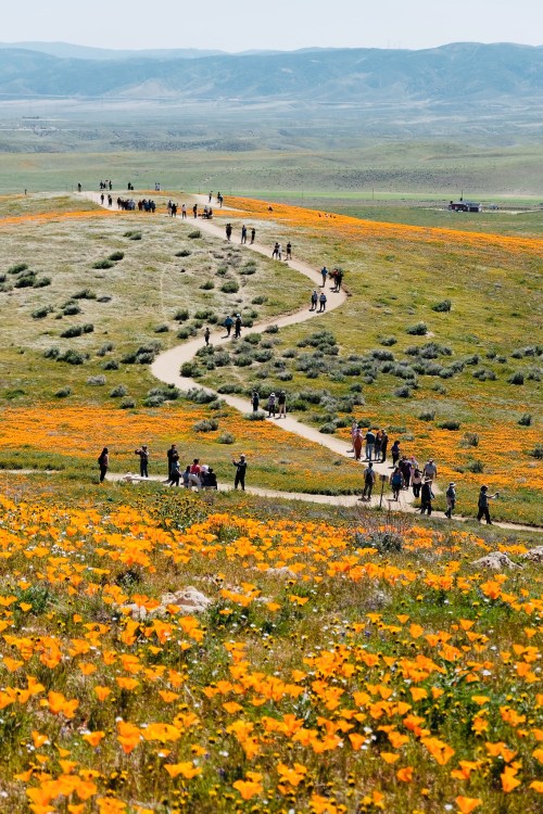 A winding path through a vibrant field of orange poppies, with people walking and enjoying the scenery.