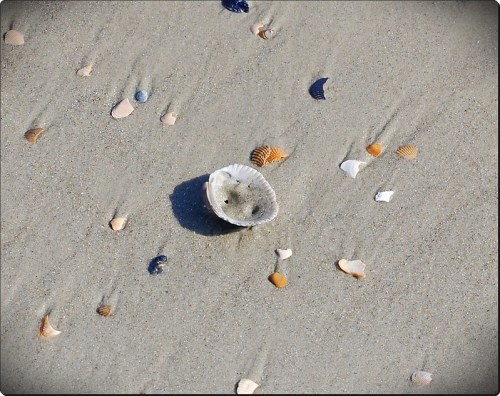 A sandy beach scattered with various small seashells, featuring a prominent open scallop shell in the center.