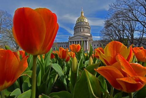 Vibrant orange tulips in the foreground with a grand building and blue sky in the background.