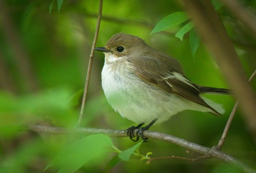 A small, brown bird with a white belly perched on a branch surrounded by green foliage.