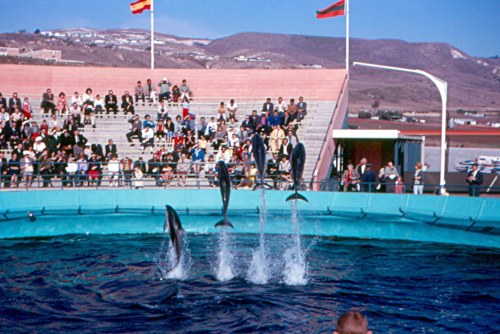 Dolphins jumping in a pool during a performance, with an audience watching in the background.