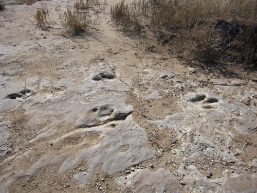 Fossilized dinosaur footprints on a rocky, sandy surface with sparse vegetation in the background.