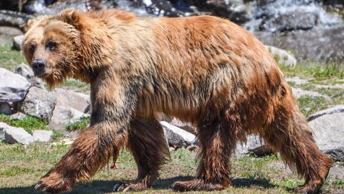 A brown bear walking on grass near rocks, with a blurred background of water and greenery.