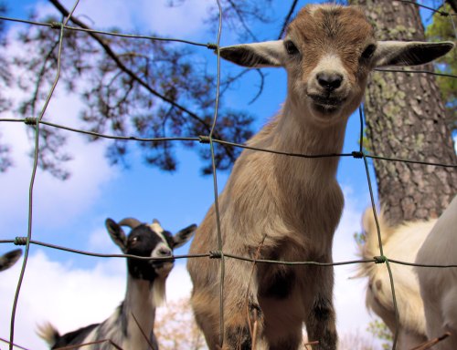 A close-up of a young goat looking through a fence, with another goat blurred in the background against a blue sky.