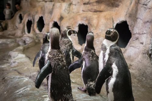A group of penguins standing on a rocky surface near their nesting holes in a zoo exhibit.
