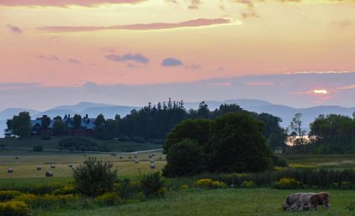 A serene landscape at sunset, featuring rolling hills, cows grazing, and a colorful sky with distant mountains.