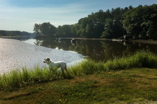 A dog stands by a calm river, surrounded by tall grass and trees, with boats visible in the distance.