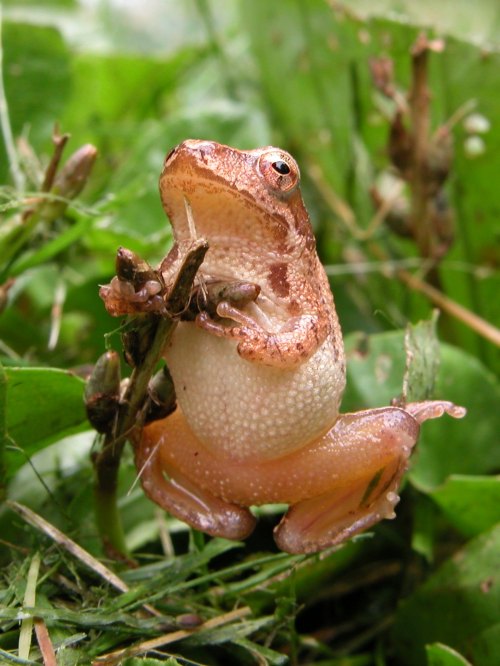 A small brown frog perched on a green plant, surrounded by grass and foliage.