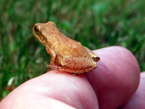 A small brown frog perched on a person's fingertip, with green grass blurred in the background.